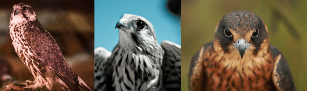 Birds of Prey banner