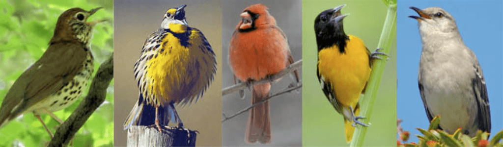 Songbirds of the Northeast