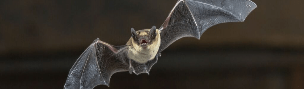 Go Batty for BATS