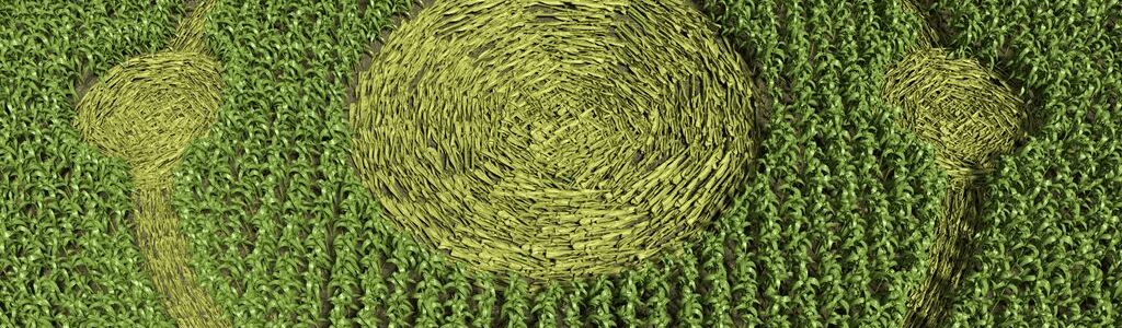 Magic and Mystery of Crop Circles