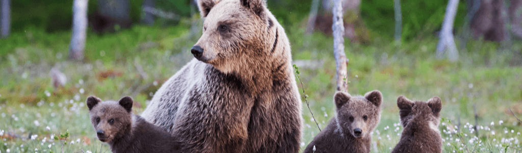 Why Do Bears Matter