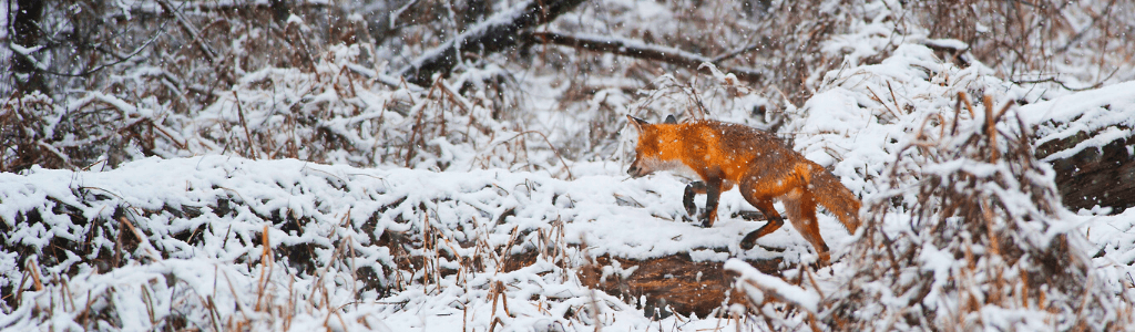 Wild about Winter