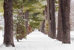 Amateur 1st Runner Up Jim Sharrard for Trees in Forest Park