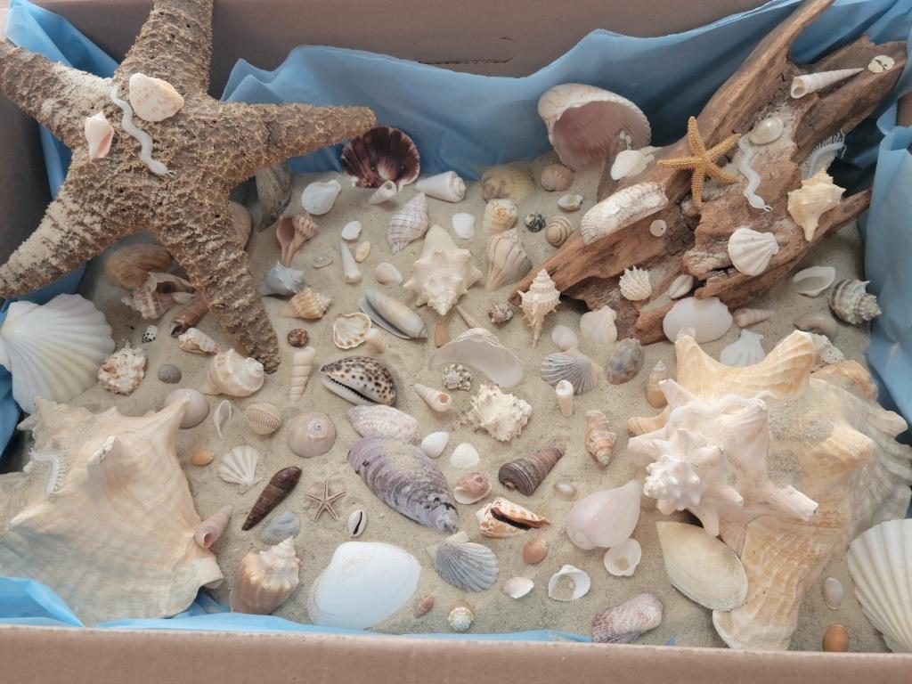 count the seashells in the box