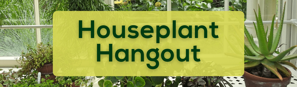 Houseplant Hangout
